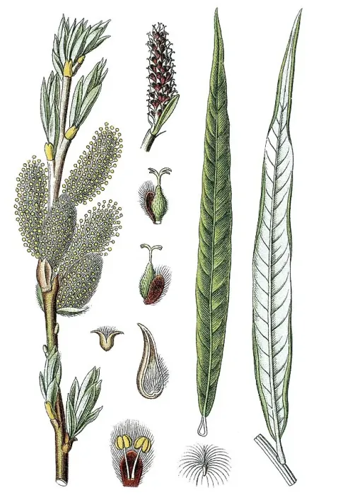 Framed Print : Common Osier or Basket Willow (Salix viminalis) Framed Print : Common Osier or Basket Willow (Salix viminalis)