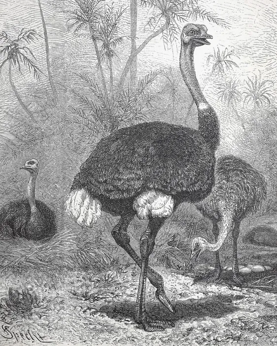 Framed Print : Common ostrich (Struthio camelus)