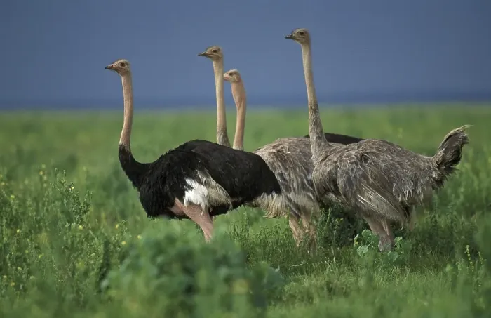 Framed Print : Common ostrich (struthio camelus) Framed Print : Common ostrich (struthio camelus)