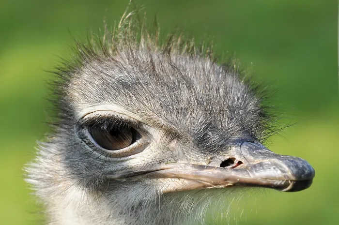 Framed Print : Common ostrich (Struthio camelus) Framed Print : Common ostrich (Struthio camelus)