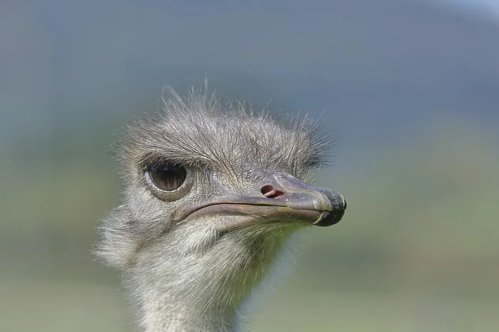 Framed Print : Common ostrich (Struthio camelus)