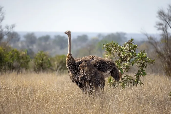Framed Print : Common ostrich (Struthio camelus)