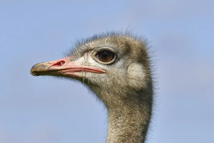 Framed Print : Common ostrich (Struthio camelus)