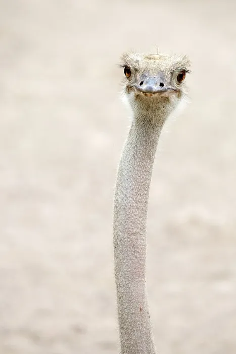 Framed Print : Common ostrich (Struthio camelus)