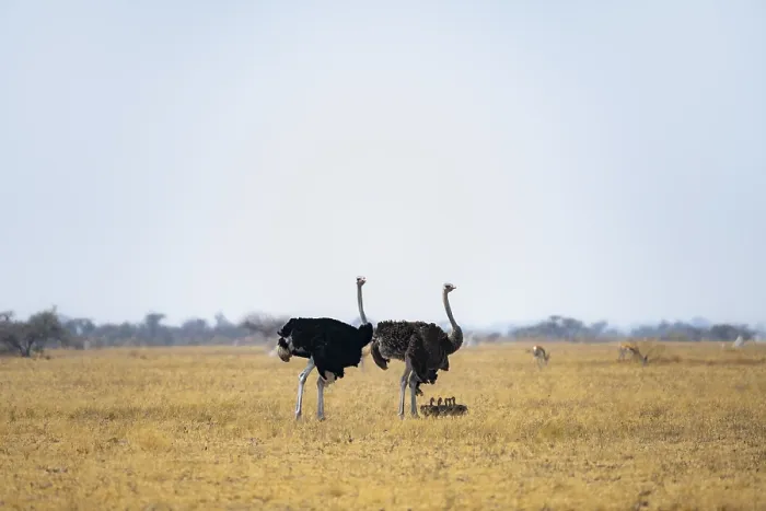Framed Print : Common ostrich (Struthio camelus) Framed Print : Common ostrich (Struthio camelus)