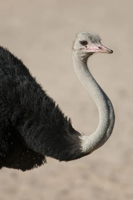 Framed Print : Common ostrich (Struthio camelus) Framed Print : Common ostrich (Struthio camelus)