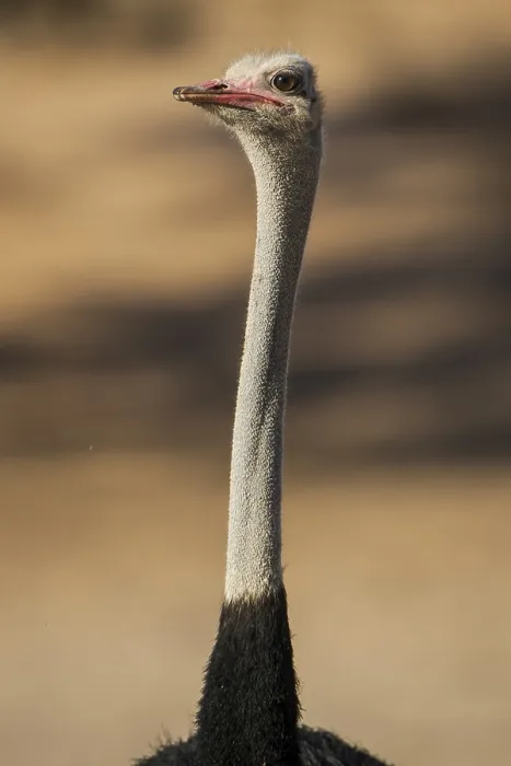 Framed Print : Common ostrich (Struthio camelus) Framed Print : Common ostrich (Struthio camelus)