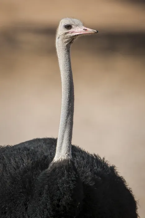 Framed Print : Common ostrich (Struthio camelus) Framed Print : Common ostrich (Struthio camelus)