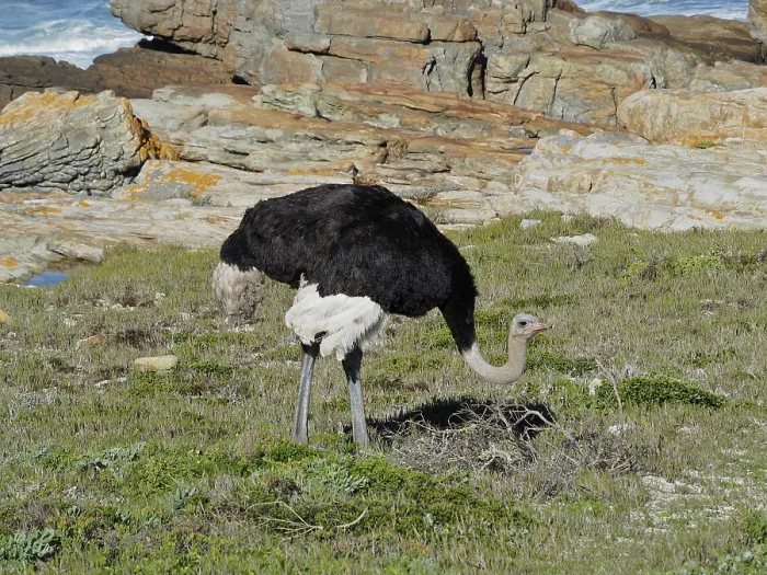 Framed Print : Common ostrich (Struthio camelus) Framed Print : Common ostrich (Struthio camelus)