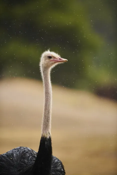 Framed Print : Common ostrich (Struthio camelus) Framed Print : Common ostrich (Struthio camelus)