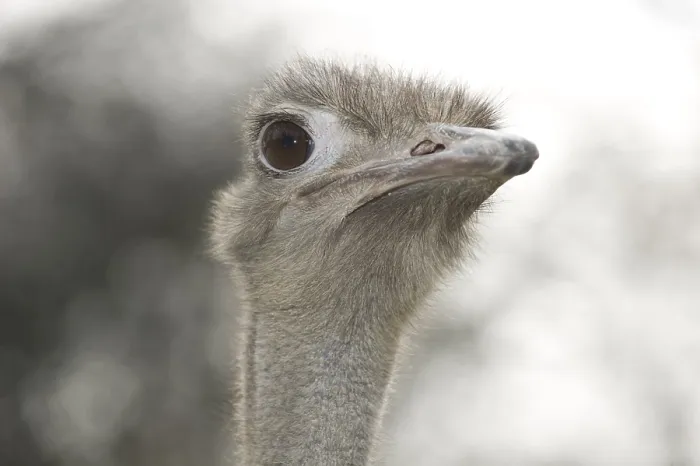 Framed Print : Common Ostrich (Struthio camelus)