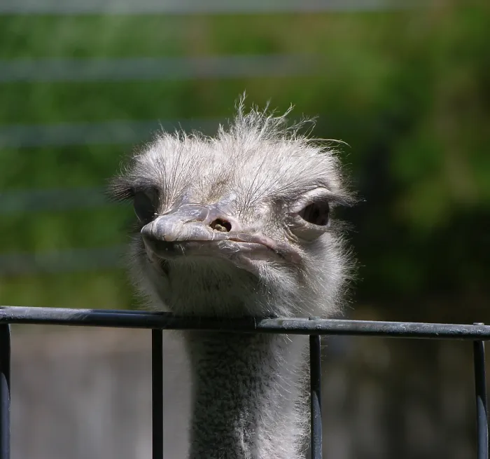 Framed Print : Common ostrich (Struthio camelus) Framed Print : Common ostrich (Struthio camelus)