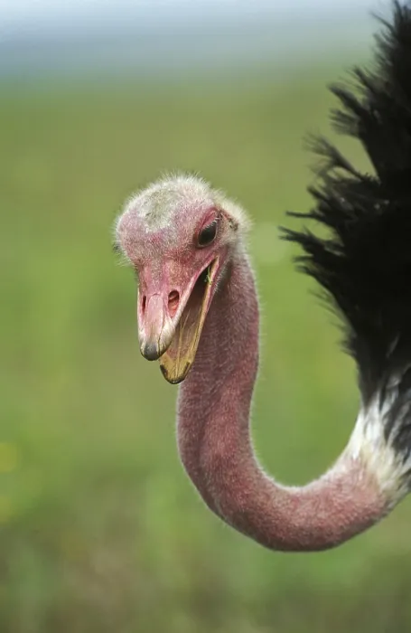 Framed Print : Common ostrich (struthio camelus) Framed Print : Common ostrich (struthio camelus)