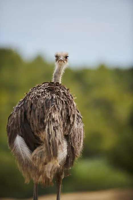 Framed Print : Common ostrich (Struthio camelus) female in the dessert