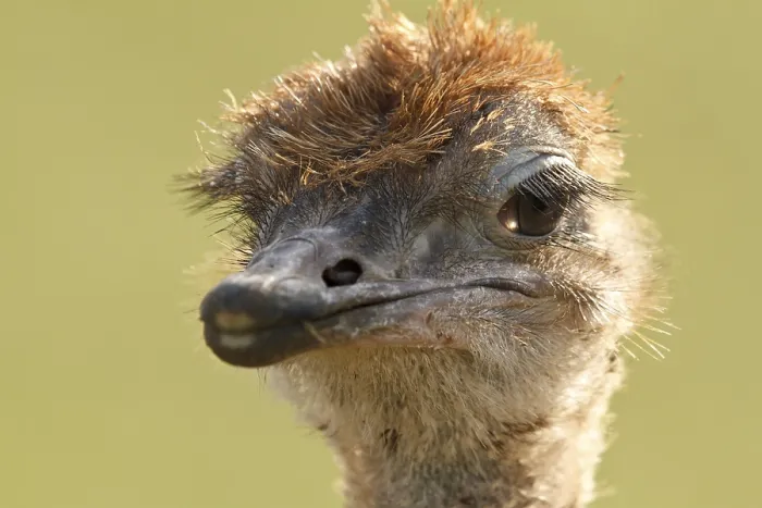Framed Print : Common Ostrich (Struthio camelus) juvenile Framed Print : Common Ostrich (Struthio camelus) juvenile