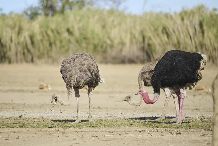 Framed Print : Common ostrich (Struthio camelus) male and female in the dessert