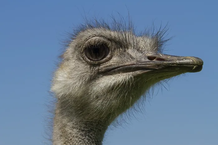 Framed Print : Common ostrich (Struthio camelus) on ostrich farm