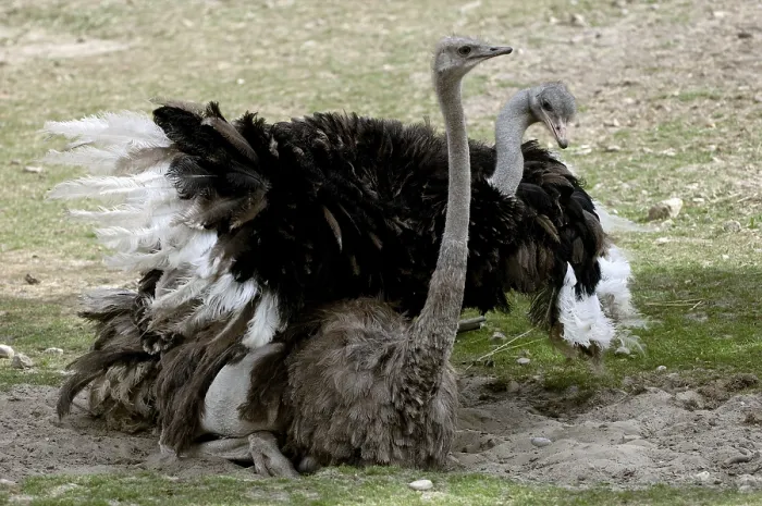 Framed Print : Common ostrich (Struthio camelus), pair, mating