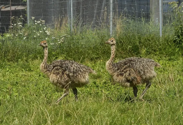 Framed Print : Common ostriches (Struthio camelus) on ostrich farm