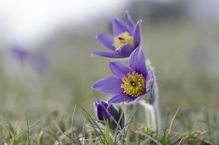 Framed Print : Common pasque flower (Pulsatilla vulgaris)