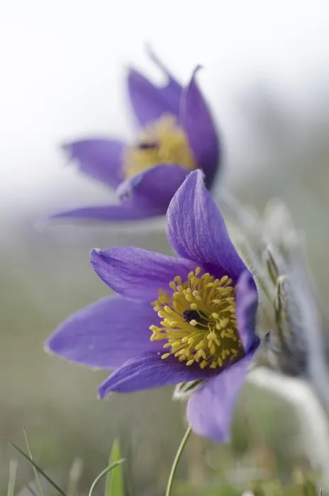 Framed Print : Common pasque flower (Pulsatilla vulgaris)