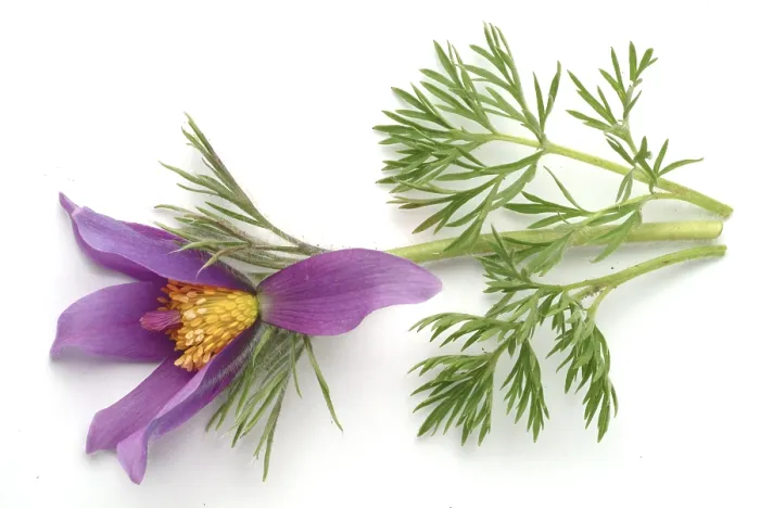 Framed Print : Common pasque flower (Pulsatilla) vulgaris Framed Print : Common pasque flower (Pulsatilla) vulgaris
