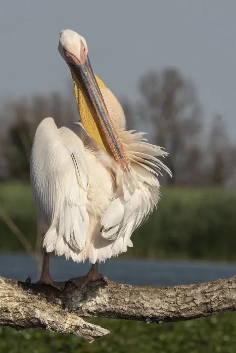 Framed Print : Common pelican (Pelecanus onocrotalus) Danube Delta Romania Framed Print : Common pelican (Pelecanus onocrotalus) Danube Delta Romania