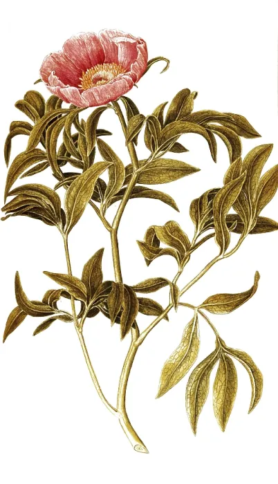 Framed Print : Common Peony, Paeonia officinalis