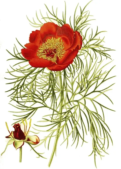Framed Print : Common peony, also real peony, peasant peony