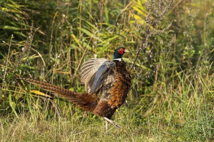 Framed Print : Common Pheasant (Phasianus colchicus)