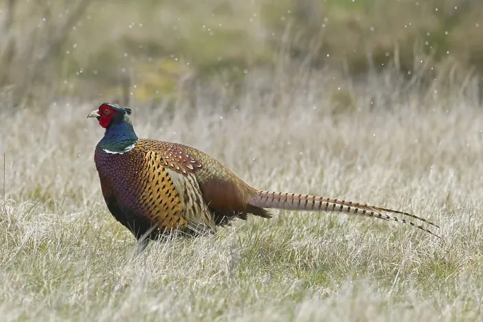 Framed Print : Common pheasant (Phasianus colchicus)