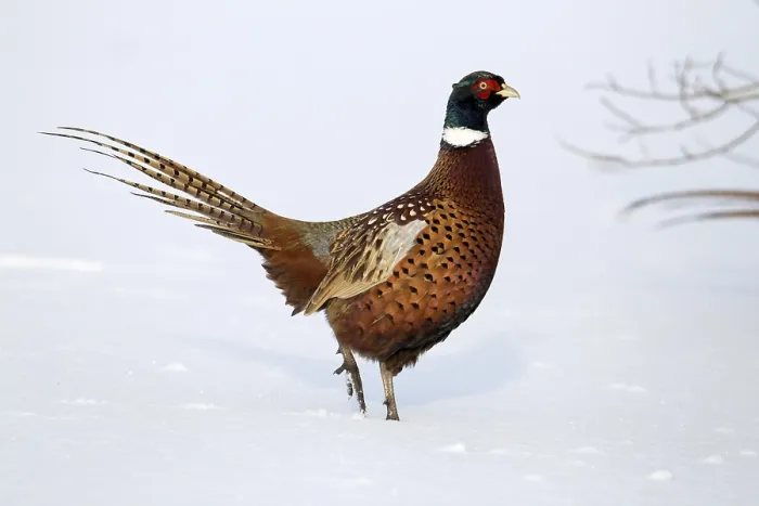 Framed Print : Common pheasant (Phasianus colchicus)
