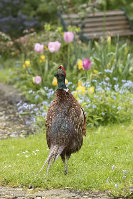 Framed Print : Common pheasant (Phasianus colchicus) adult male game bird calling in a garden in spring