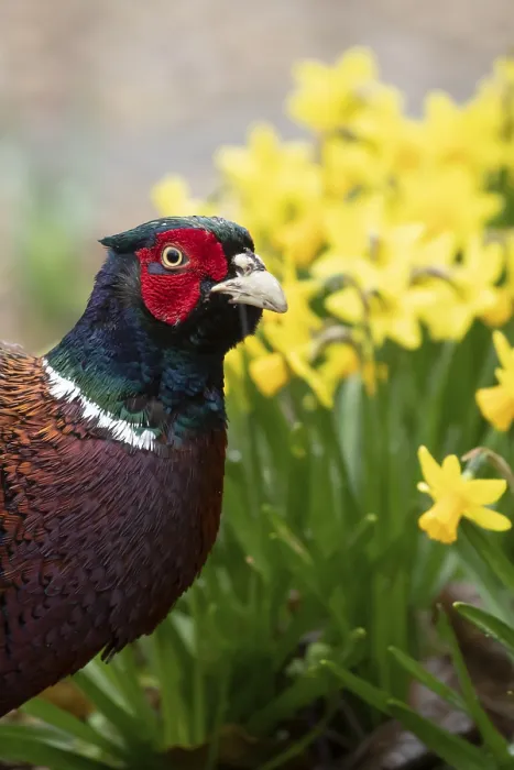 Framed Print : Common pheasant (Phasianus colchicus) adult male game bird in a garden in spring