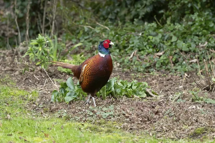 Framed Print : Common pheasant (Phasianus colchicus) adult male game bird in a garden in winter Framed Print : Common pheasant (Phasianus colchicus) adult male game bird in a garden in winter