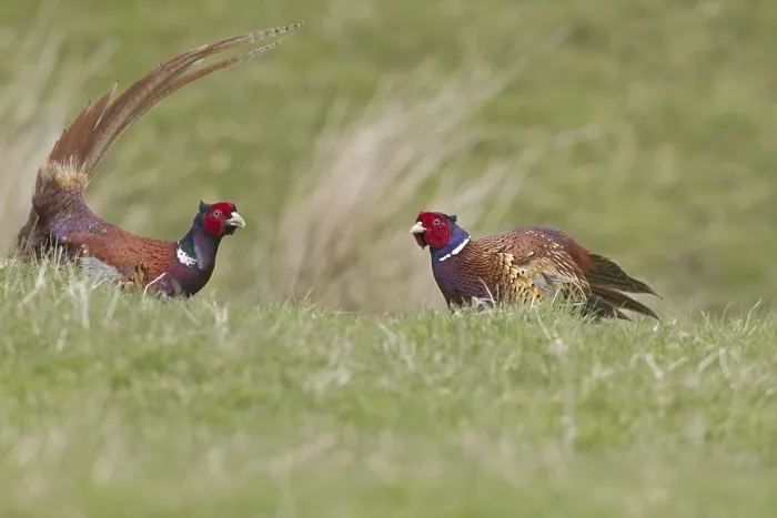 Framed Print : Common pheasant (Phasianus colchicus) two adult males facing each other in the field