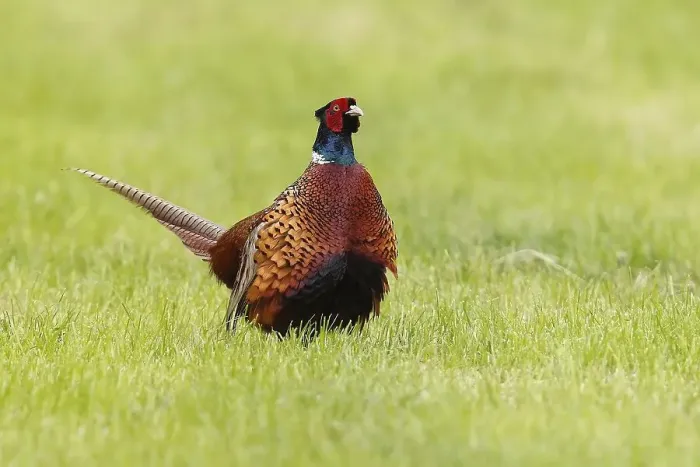 Framed Print : Common pheasant (Phasianus colchicus) cock standing in meadow Framed Print : Common pheasant (Phasianus colchicus) cock standing in meadow