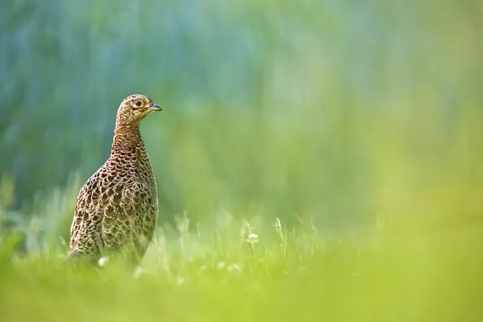 Framed Print : Common Pheasant (Phasianus colchicus) female Framed Print : Common Pheasant (Phasianus colchicus) female