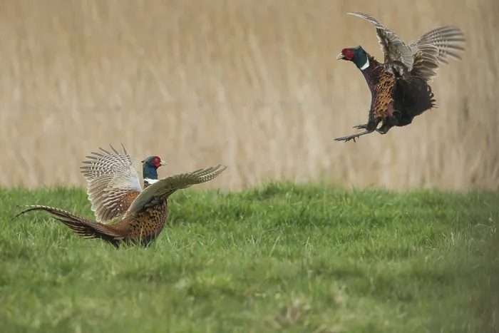 Framed Print : Common Pheasant (Phasianus colchicus) fighting males during courtship