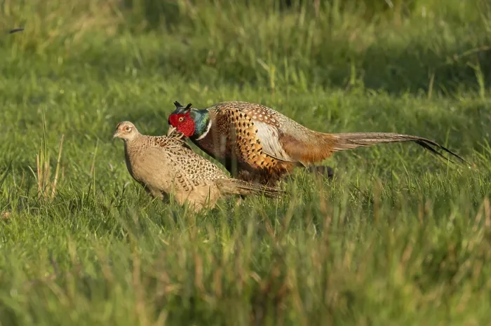 Framed Print : Common Pheasant (Phasianus colchicus) pair