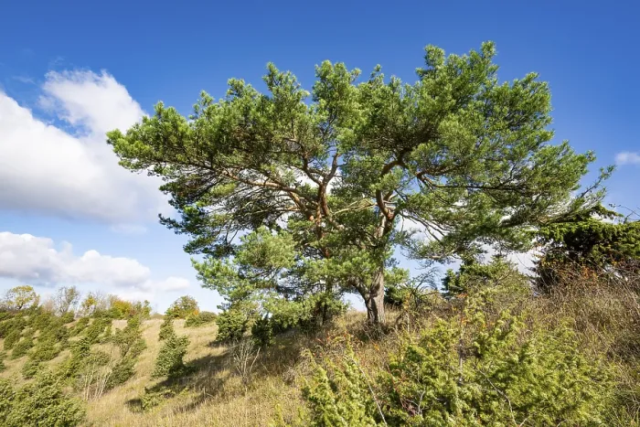 Framed Print : Common pine (Pinus sylvestris) Framed Print : Common pine (Pinus sylvestris)
