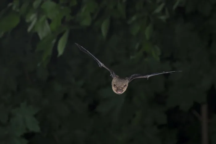 Framed Print : Common pipistrelle (Pipistrellus pipistrellus) hunting insects in front of deciduous forest