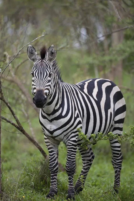 Framed Print : Common plains zebra (Equus quagga) adult