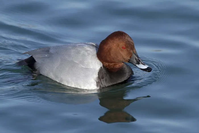 Framed Print : Common Pochard (Aythya ferina) Framed Print : Common Pochard (Aythya ferina)