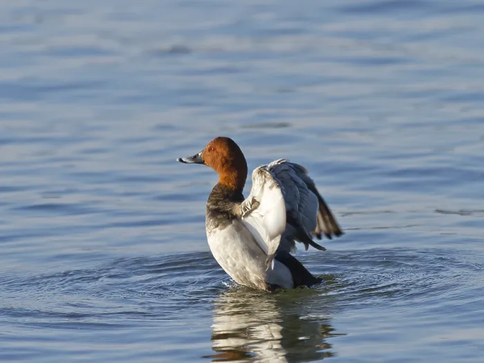 Framed Print : Common pochard (Aythya ferina)