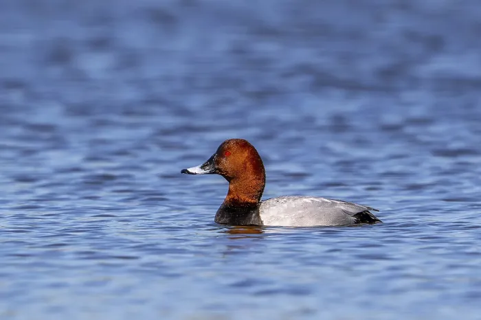 Framed Print : Common pochard, European pochard (Aythya farina) Framed Print : Common pochard, European pochard (Aythya farina)
