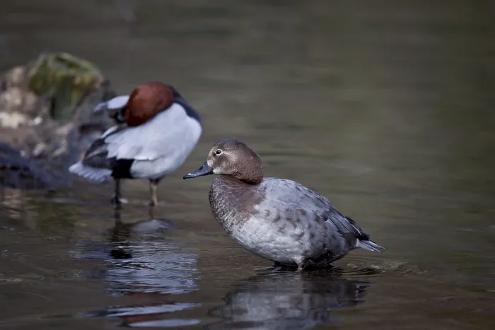 Framed Print : Common pochard, pair, Aythya ferina