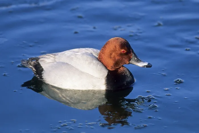 Framed Print : Common pochards (Aythya ferina) are gregarious birds