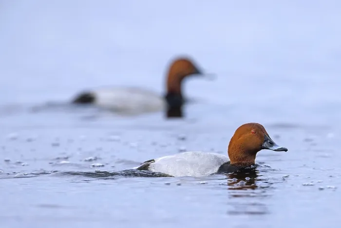 Framed Print : Two common pochards, European pochard (Aythya farina) Framed Print : Two common pochards, European pochard (Aythya farina)