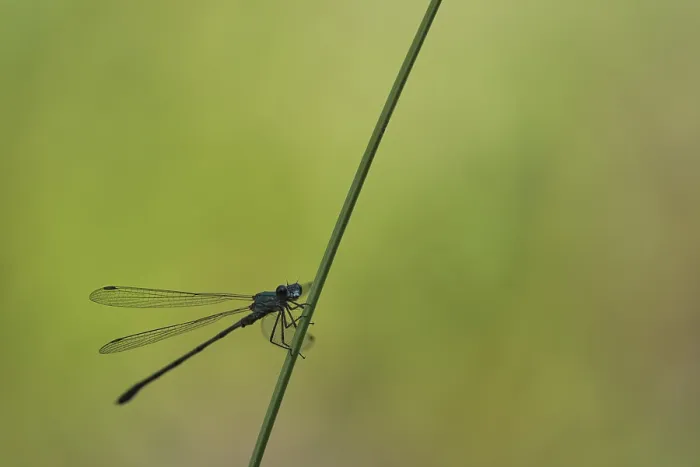 Framed Print : Common Pond Damselfly (Lestes sponsa) Framed Print : Common Pond Damselfly (Lestes sponsa)